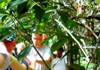 Caminata por la selva
